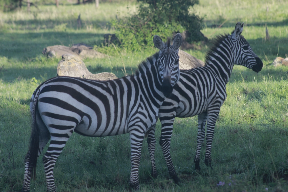 Mikumi National Park