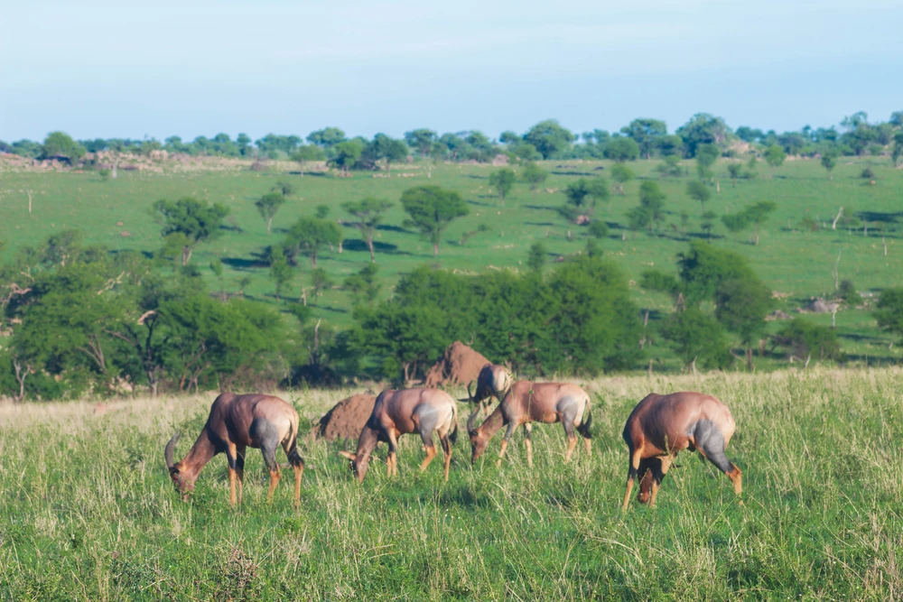 Mikumi National Park