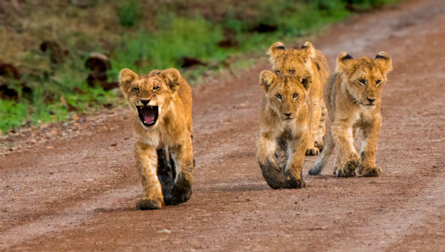 Masai Mara National Reserve