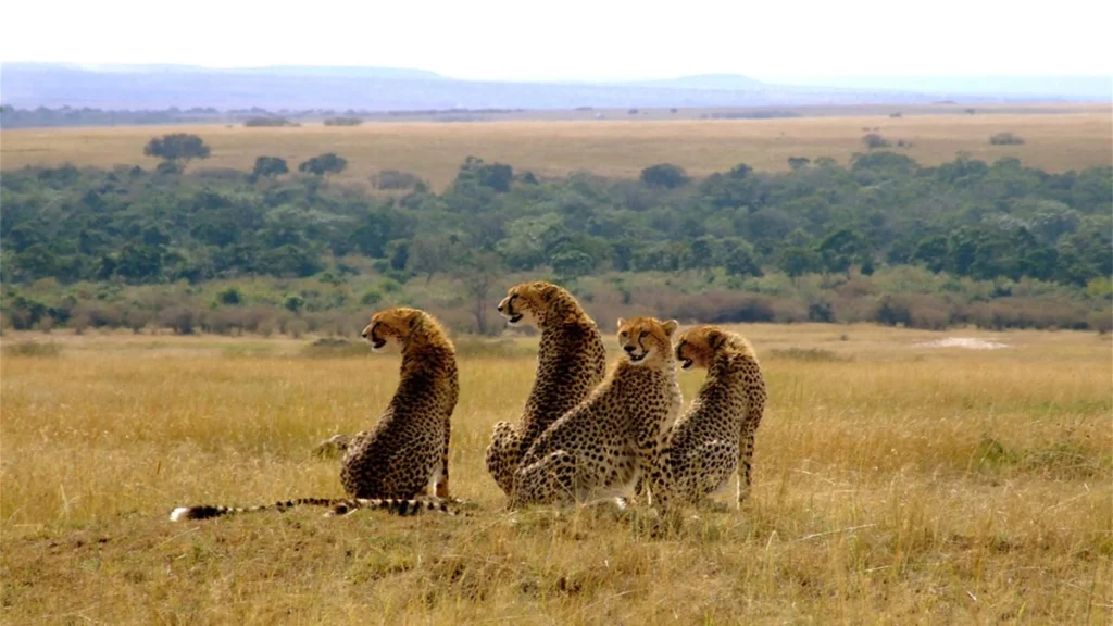 Masai Mara National Reserve