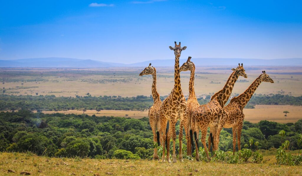 Nairobi – Masai Mara National Reserve