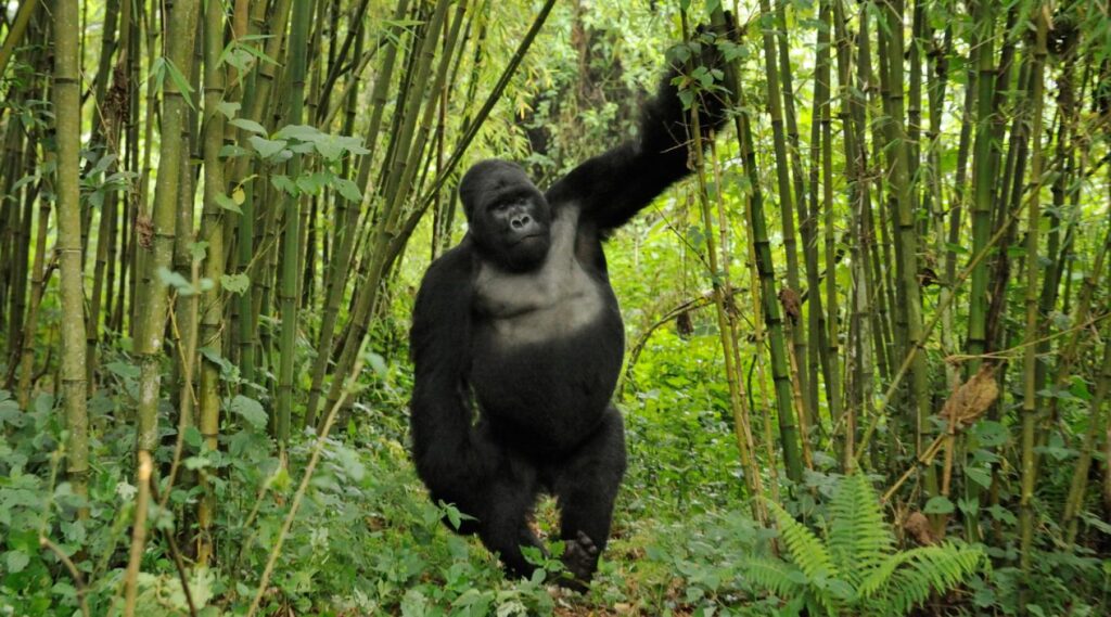 Bwindi Luxury Gorilla Trekking