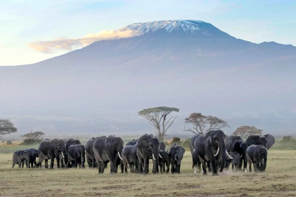 Nairobi – Amboseli National Park