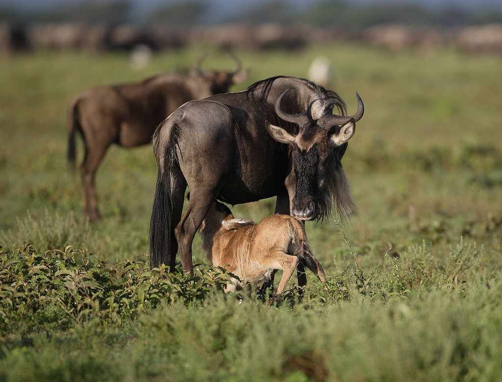 Ndutu Area - Central Serengeti