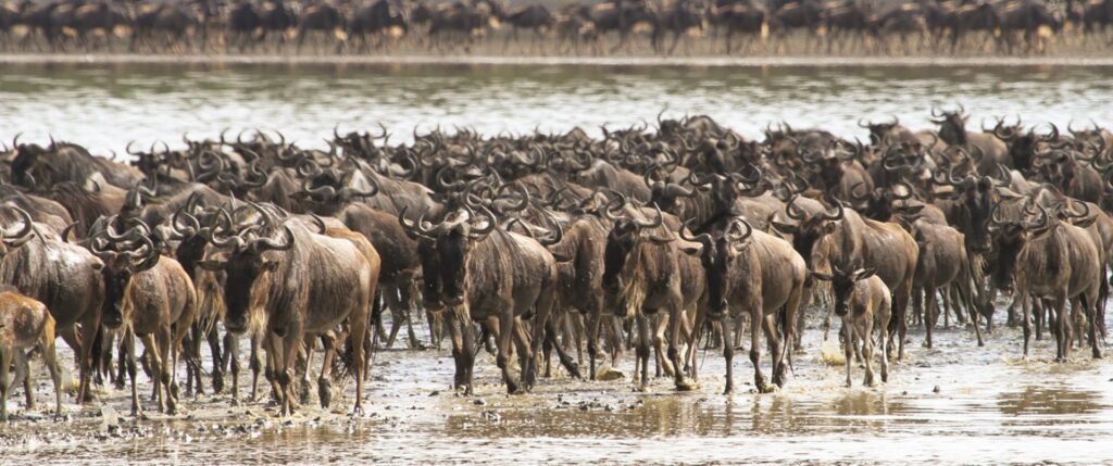 Ndutu Area - Central Serengeti