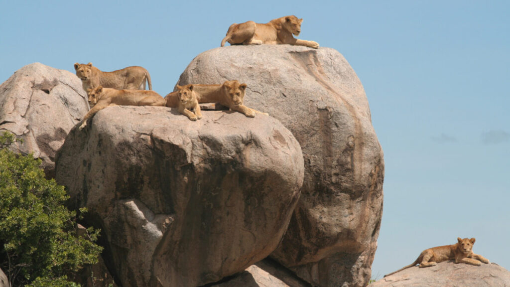 Ndutu Area - Central Serengeti