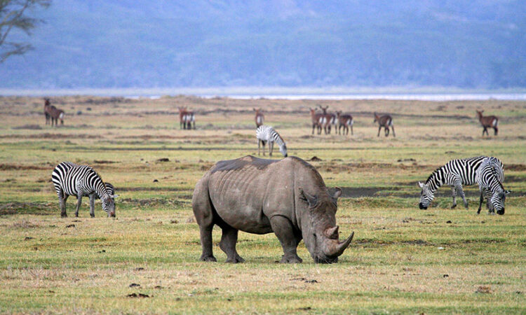 Serengeti - Ngorongoro Conservation Area