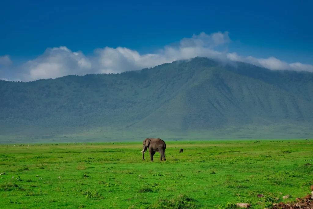 Serengeti - Ngorongoro Conservation Area