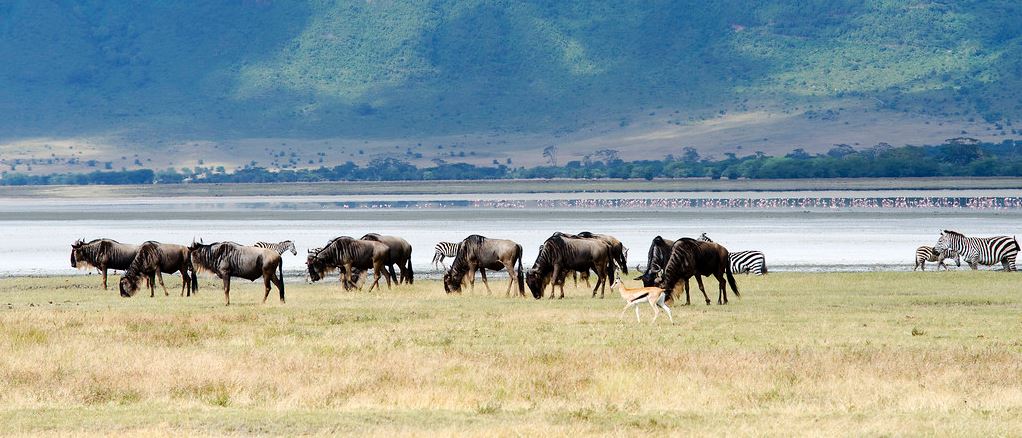 Serengeti - Ngorongoro Conservation Area