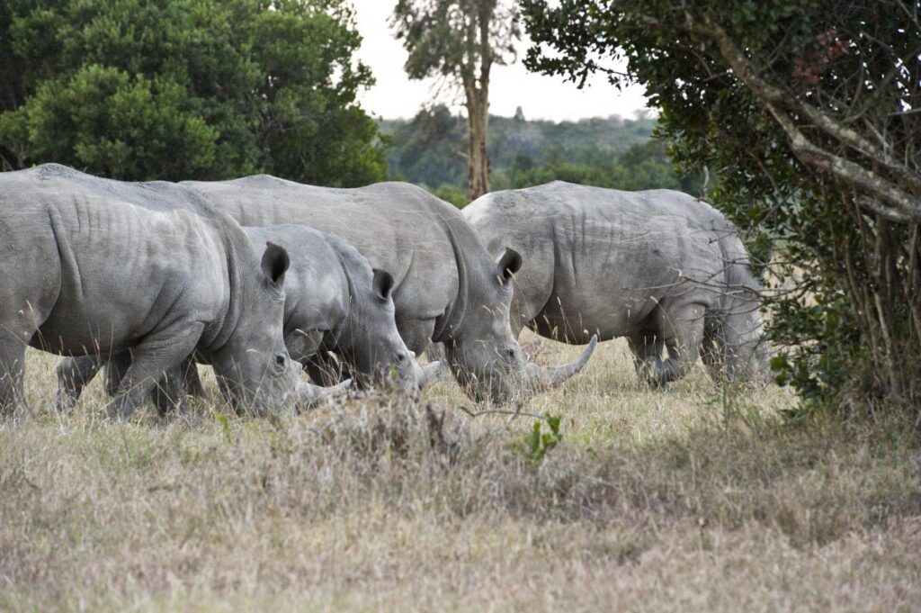 Ol Pejeta Conservancy