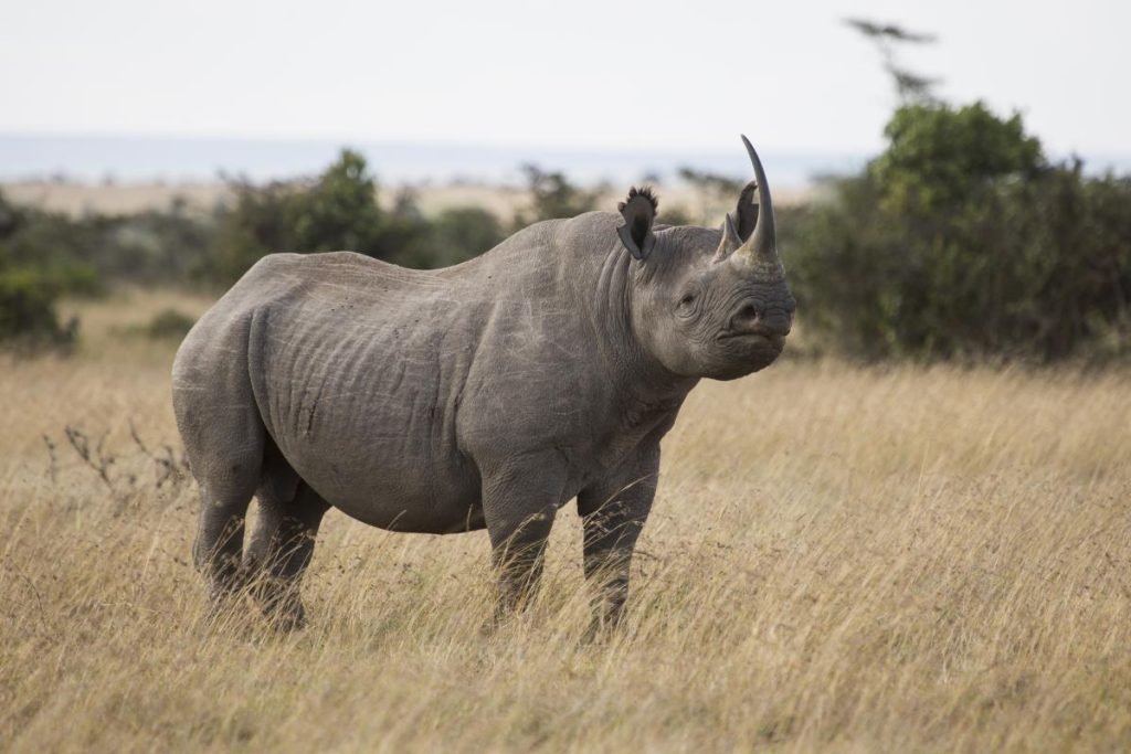 Ol Pejeta Conservancy