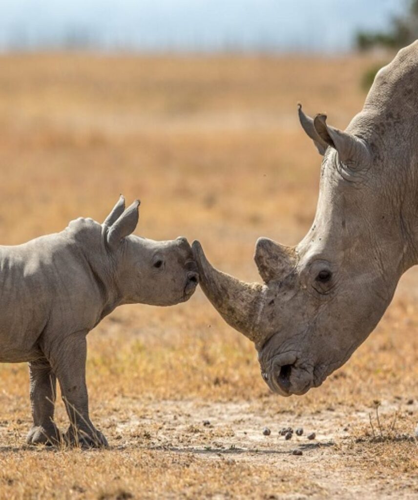 Ol Pejeta Conservancy