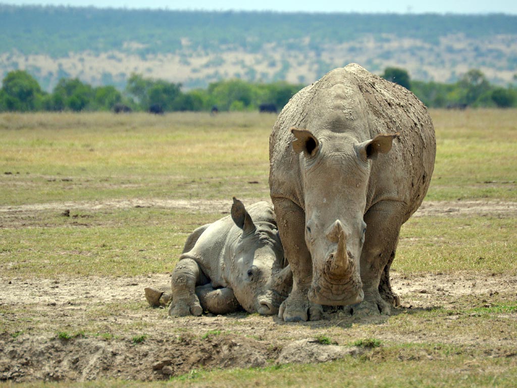 Ol Pejeta Conservancy