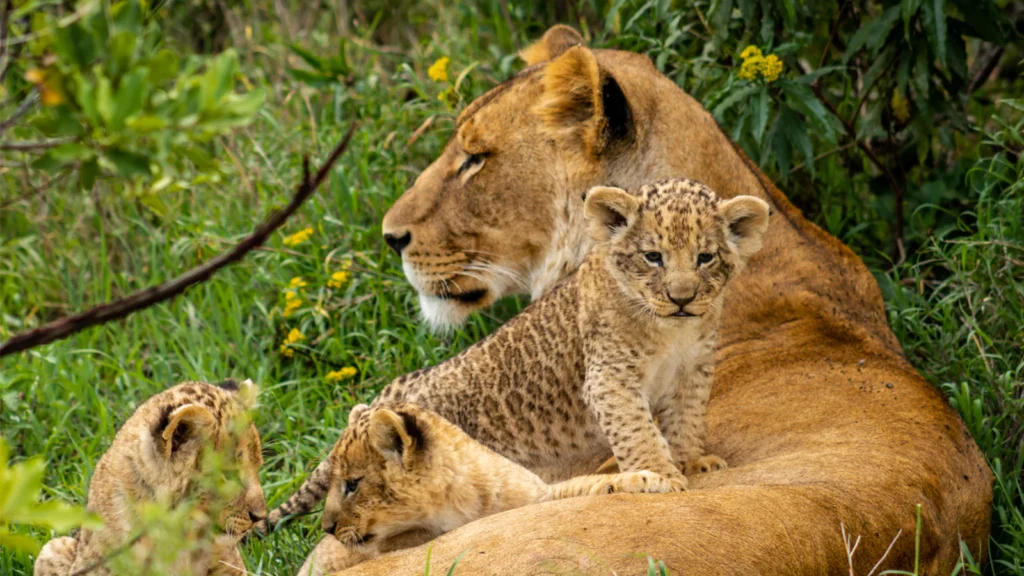 Ol Pejeta Conservancy - Lake Naivasha