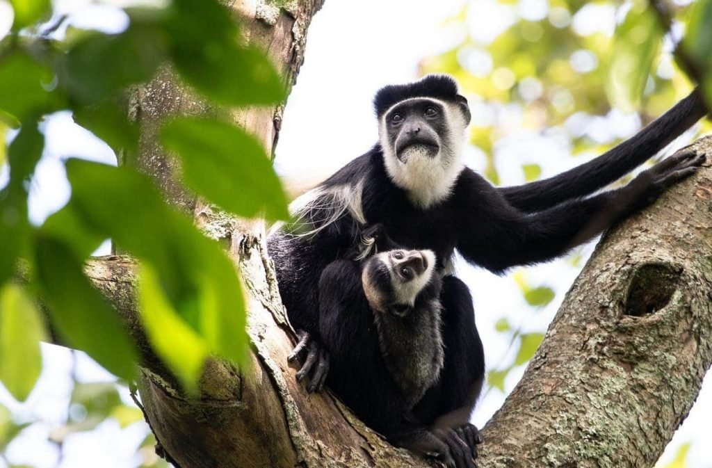 An Untouched Paradise in Lake Victoria