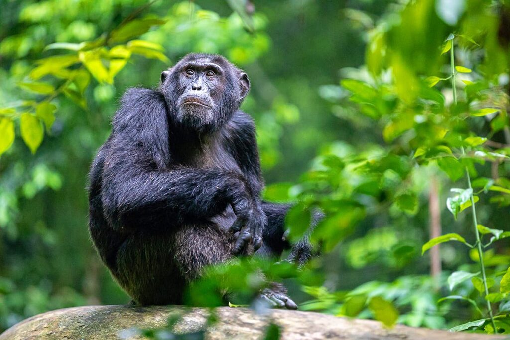 Rwanda Chimps Trekking