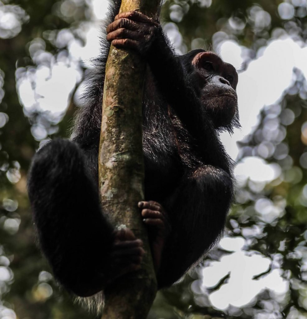 Kigali – Nyungwe Forest National Park