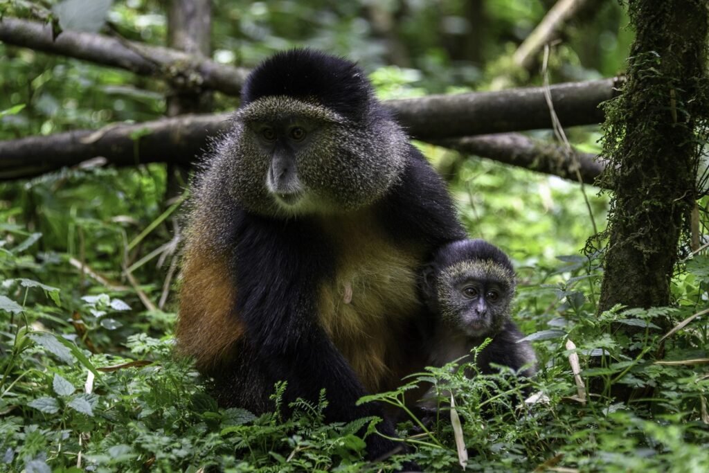 Chimps Trek & Canopy Walk