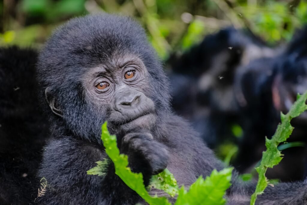 Rwanda Gorilla Trekking