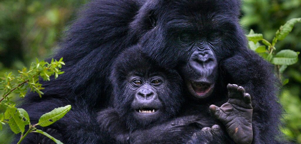Rwanda Gorillas & Chimps Trek