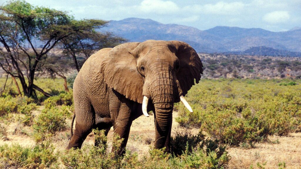 Samburu Game reserve