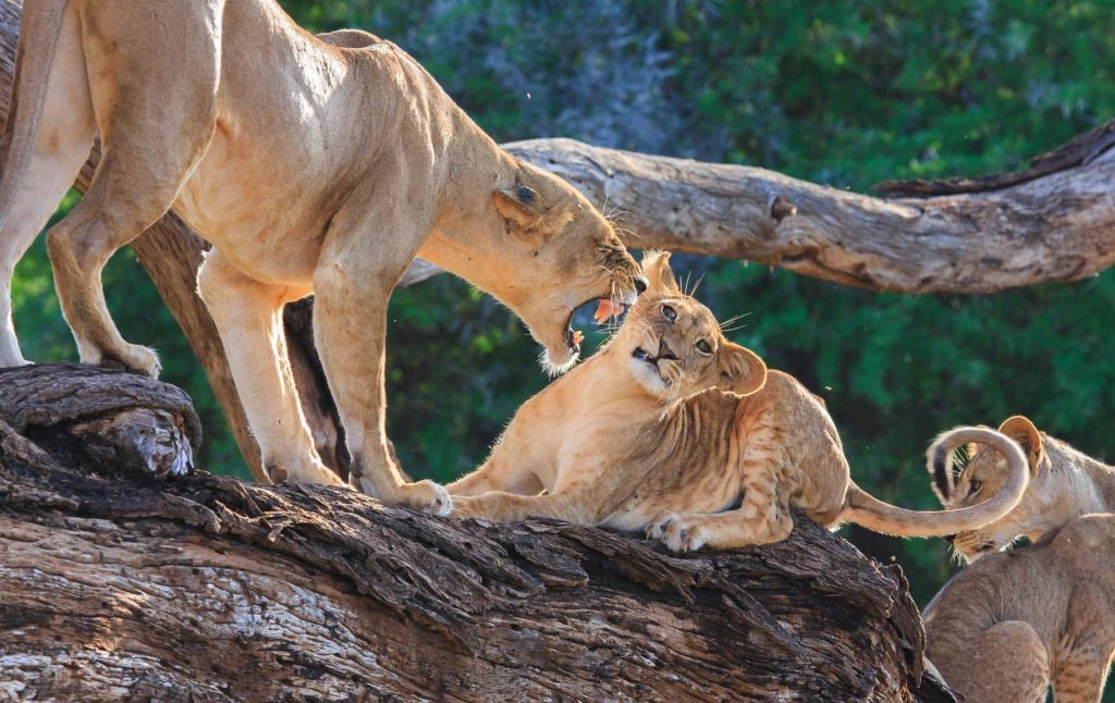 Samburu National Reserve