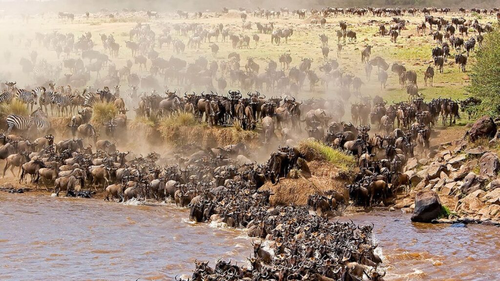 Serengeti Great Migration Sky Safari