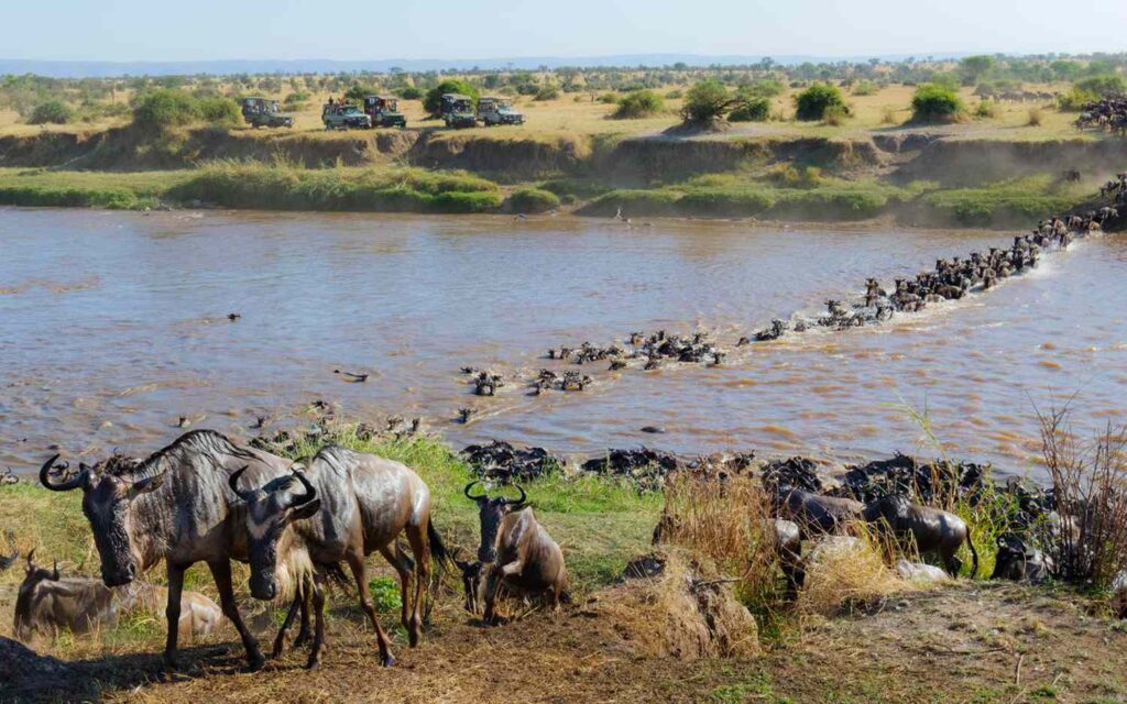 Serengeti Great Migration 5