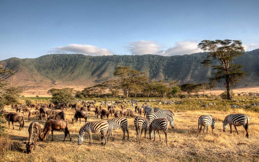 Serengeti & Ngorongoro Crater Safari