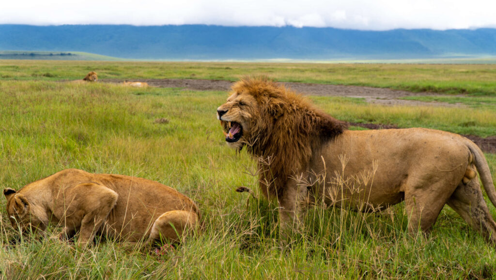 Serengeti & Ngorongoro Crater Safari