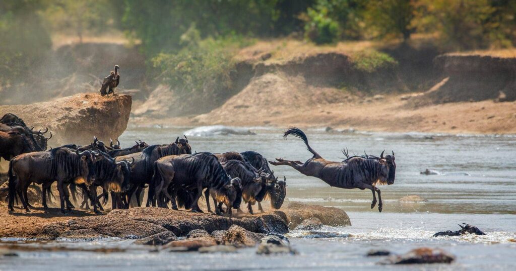 Serengeti Safari Tours