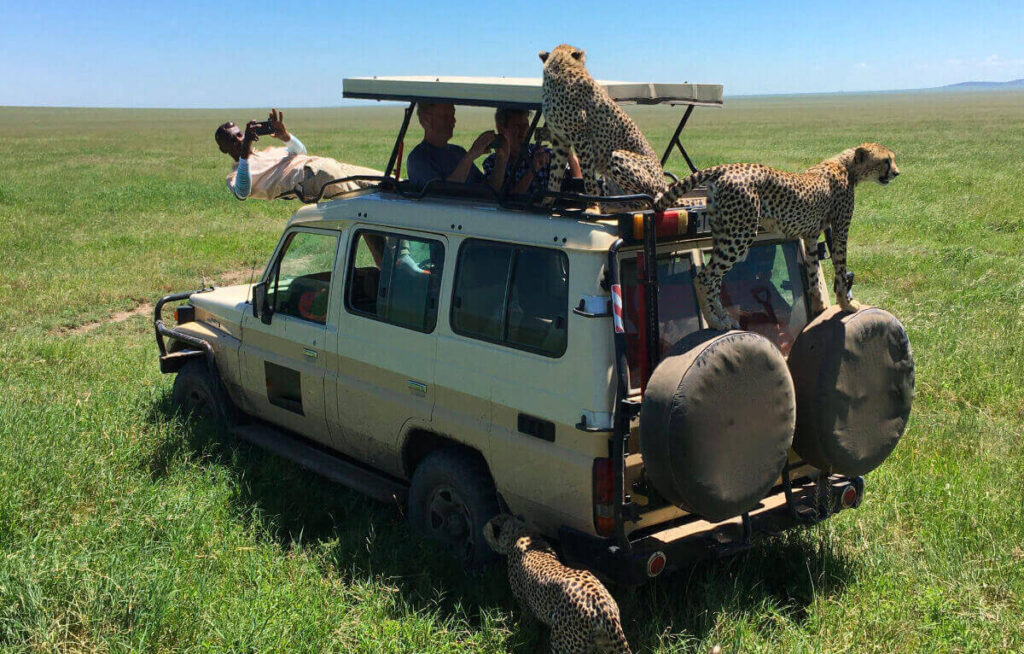 Serengeti Safari Tours