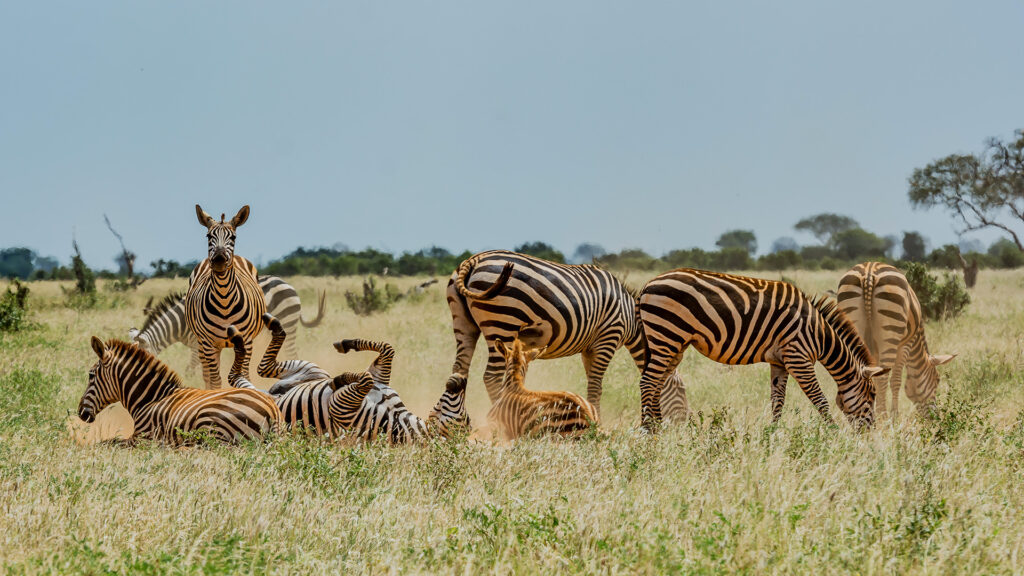 Taita Hills Wildlife Sanctuary