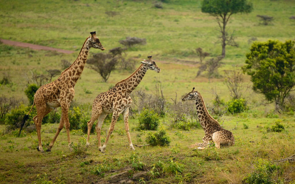 Serengeti National Park