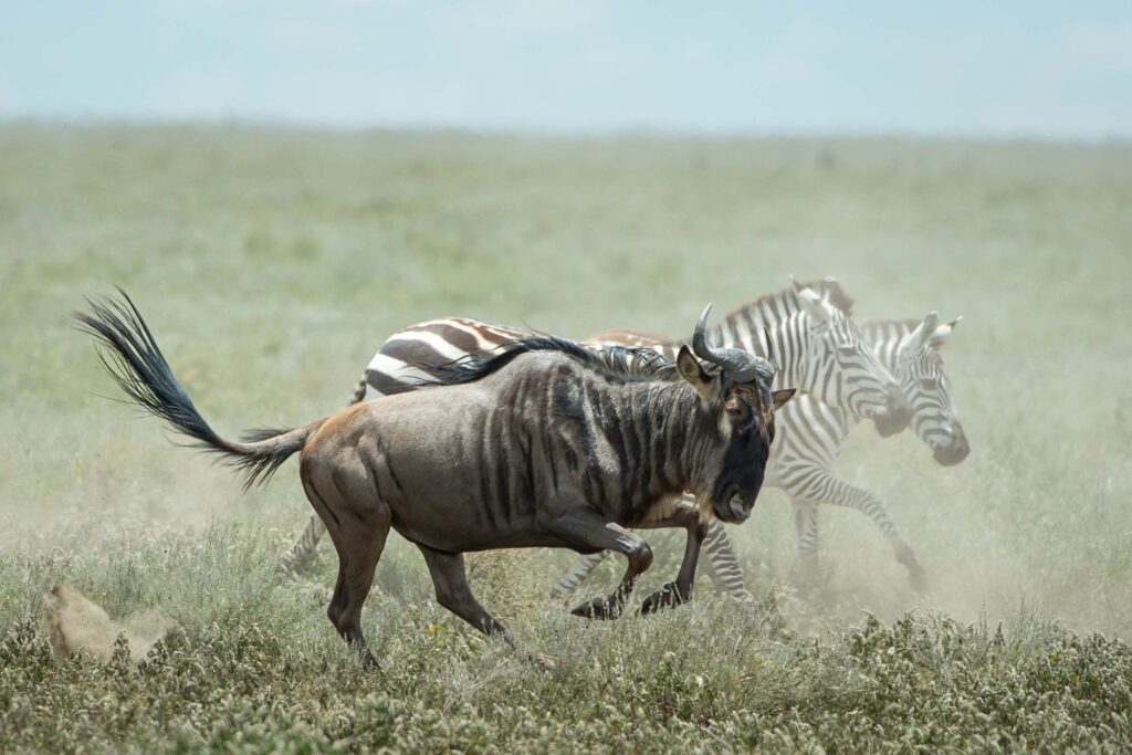 Tanzania Wilderness Safari