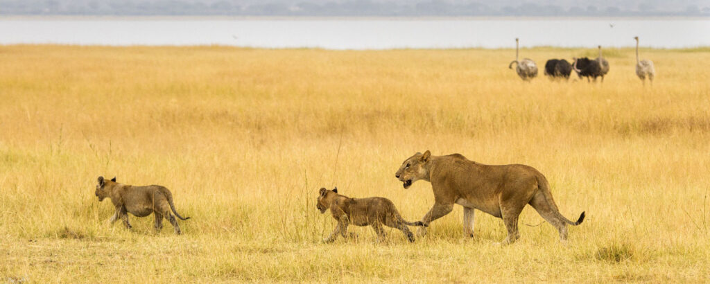 Tanzania Family Safari holidays