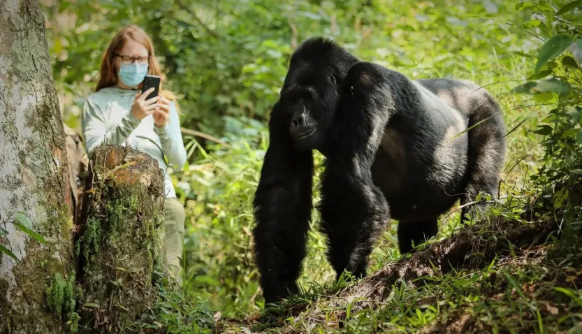 Gorilla Trekking