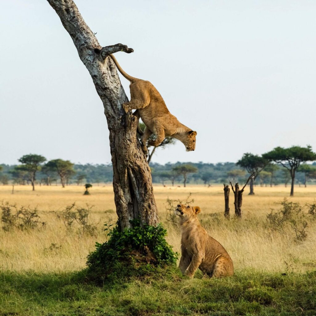 Kampala – Queen Elizabeth National Park