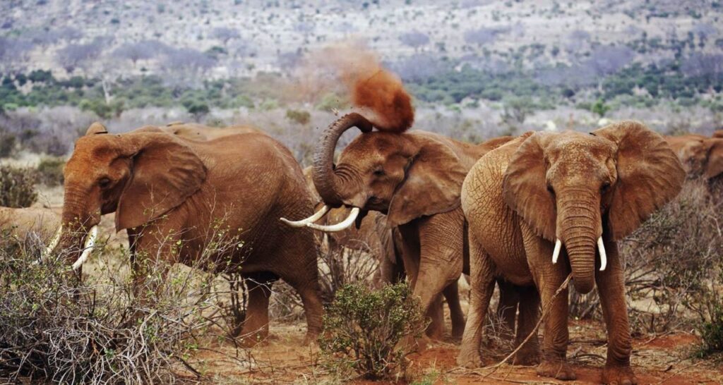 Tsavo East - Mombasa