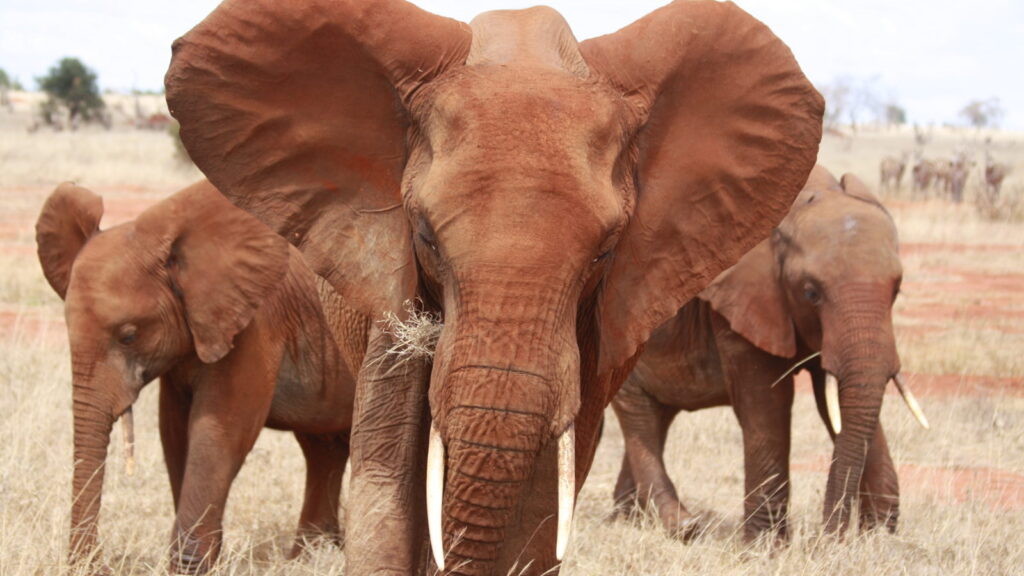 Tsavo East National Park 3