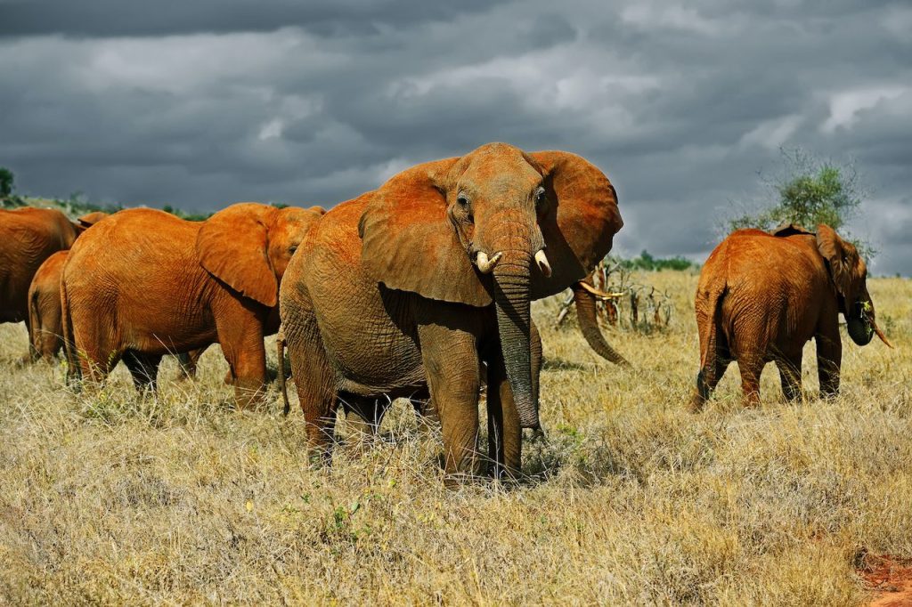 Tsavo East & West National Park