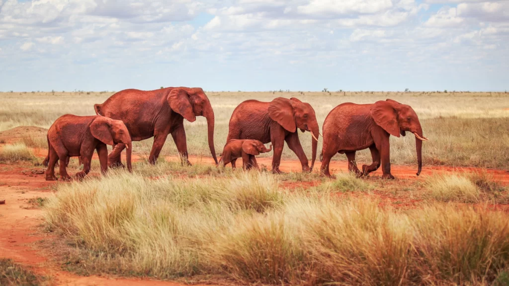 Tsavo East & West National Park