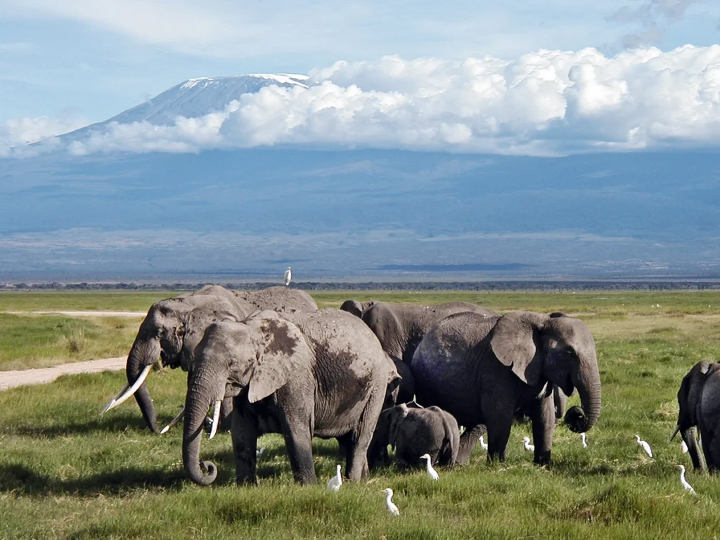 Tsavo West – Amboseli National Park