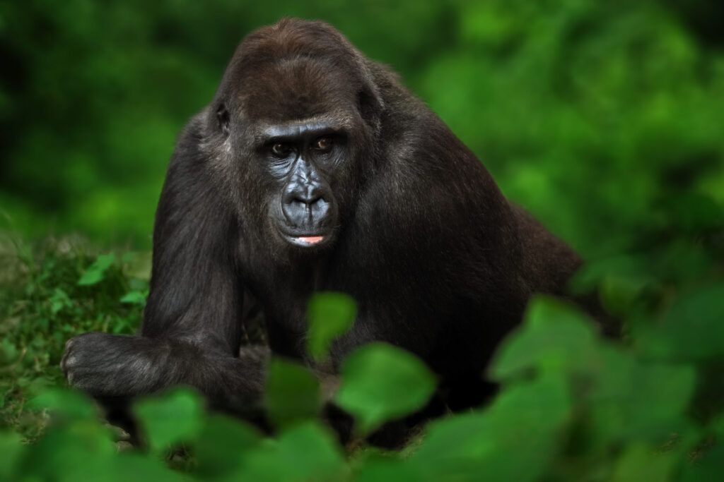 Uganda Gorilla & Chimps Trekking