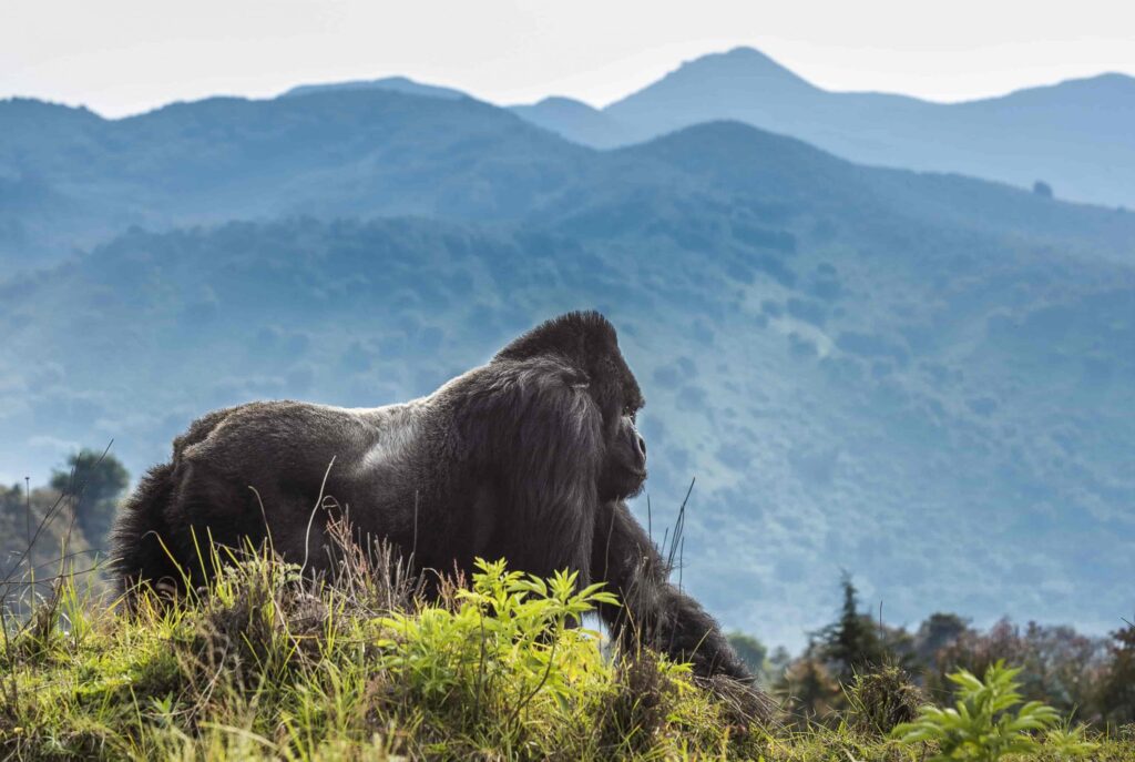 Volcanoes Gorilla Trek