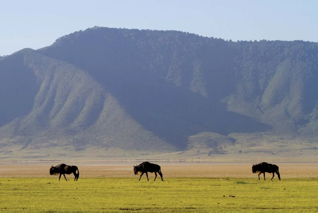 Serengeti – Ngorongoro Crater