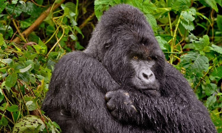 Queen Elizabeth – Bwindi Impenetrable National Park