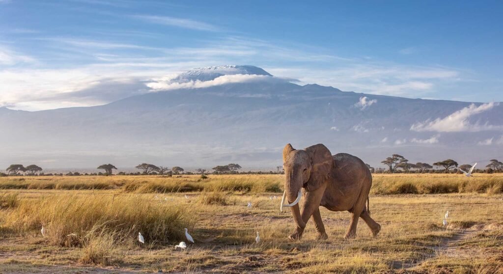 Amboseli National