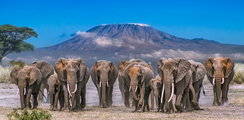 Lake Nakuru - Amboseli National Park