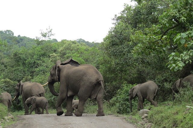 End of Dream African Safari